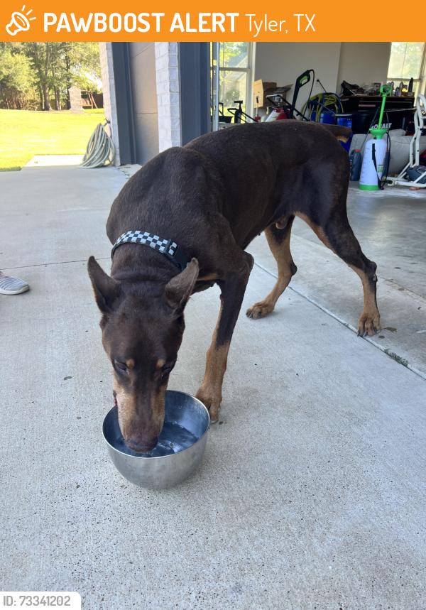 Found/Stray Male Dog last seen Cr 192 and loop 49, Tyler, TX 75703