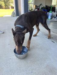 Found/Stray Male Dog last seen Cr 192 and loop 49, Tyler, TX 75703