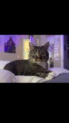 Lost Male Cat last seen Meadows Blvd/Diamondleaf Dr/Blazingstar Tr, Castle Rock, CO 80109