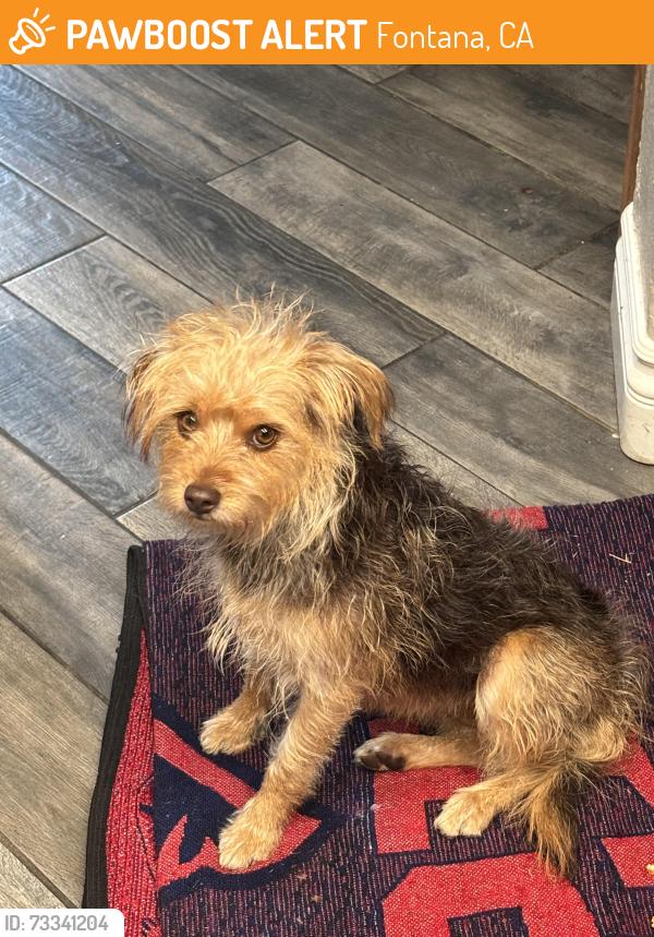 Found/Stray Female Dog last seen Cherry Ave and Arena ave, Fontana, CA 92336