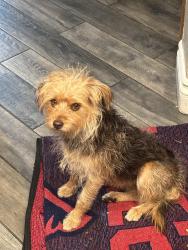Found/Stray Female Dog last seen Cherry Ave and Arena ave, Fontana, CA 92336