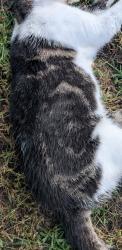 Found/Stray Unknown Cat last seen On Walkey Road in Ottawa, across from the intersection from Southmore, Ottawa, ON K1V 6R2