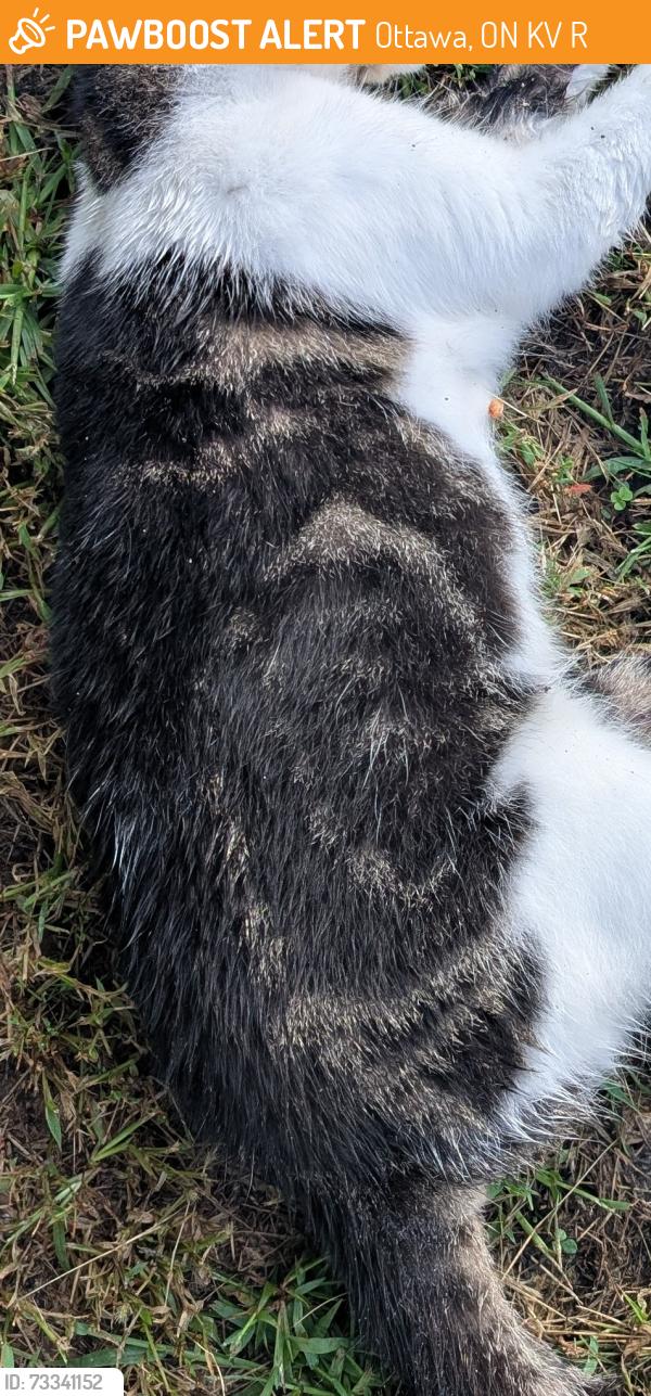 Found/Stray Unknown Cat last seen On Walkey Road in Ottawa, across from the intersection from Southmore, Ottawa, ON K1V 6R2