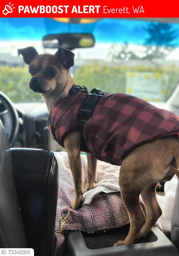 Lost Female Dog last seen 4th ave Near Walgreens, Everett, WA 98208