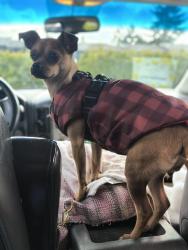 Lost Female Dog last seen 4th ave Near Walgreens, Everett, WA 98208