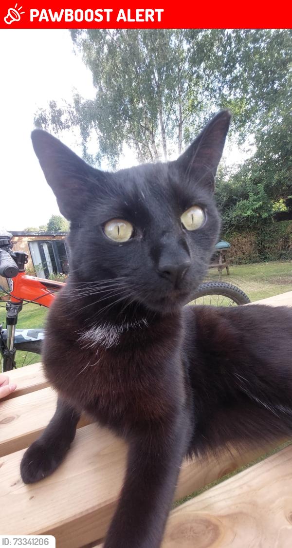 Lost Male Cat last seen Kearsley Drive, Great Lever, Greater Manchester, England 