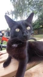 Lost Male Cat last seen Kearsley Drive, Great Lever, Greater Manchester, England 