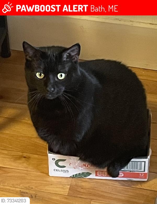 Lost Male Cat last seen Park St., Bath, ME 04530