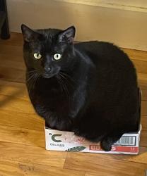 Lost Male Cat last seen Park St., Bath, ME 04530