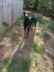 Reunited Male Dog last seen Near Stone Rdg Pk Ter, Henrico, VA 23228, USA, Henrico, VA 23228