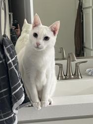 Reunited Male Cat last seen Silicon Valley Village El Bosque, San Jose, CA 95134