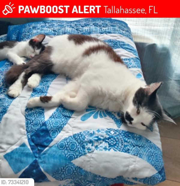 Lost Female Cat last seen Crawfordville road, Tallahassee, FL 32305