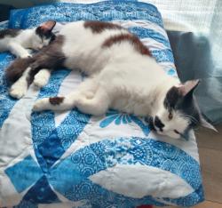 Lost Female Cat last seen Crawfordville road, Tallahassee, FL 32305