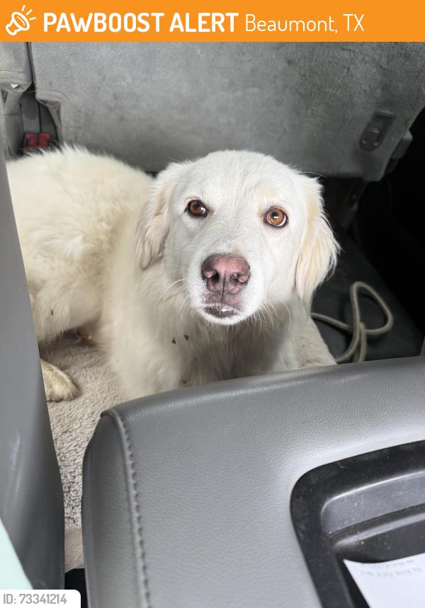 Found/Stray Female Dog last seen By the matt place, Beaumont, TX 77713