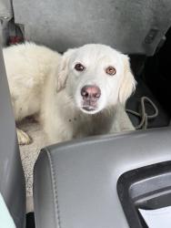 Found/Stray Female Dog last seen By the matt place, Beaumont, TX 77713
