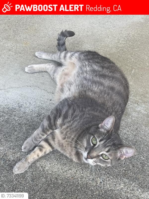 Lost Male Cat last seen Blazingwood and Howard, Redding, CA 96001