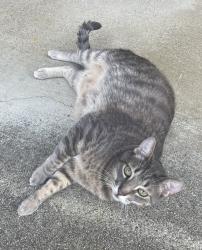 Lost Male Cat last seen Blazingwood and Howard, Redding, CA 96001