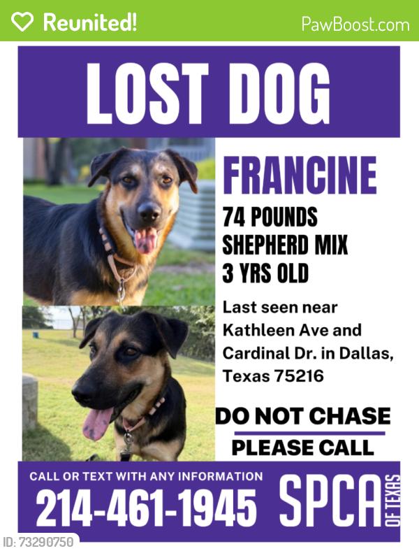 Reunited Female Dog last seen Cardinal and Kathleen, Dallas, TX 75216