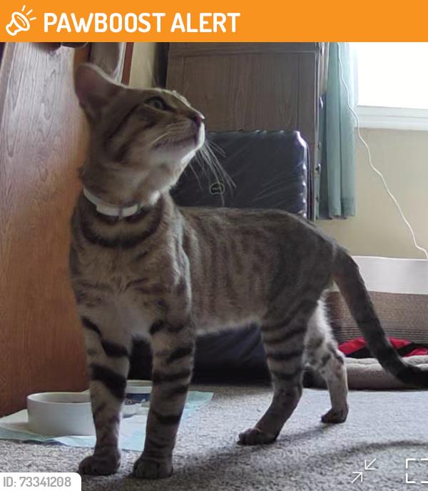 Found/Stray Male Cat last seen 21 mile Rd. & Van Dyke, Shelby Township, MI 48317