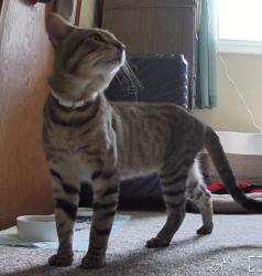 Found/Stray Male Cat last seen 21 mile Rd. & Van Dyke, Shelby Township, MI 48317
