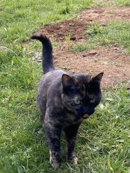 Lost Female Cat last seen Rippling Brook rd, Salem, OR 97317