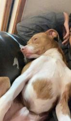 Lost Male Dog last seen Temos drive thru one street over, Tomball, TX 77377