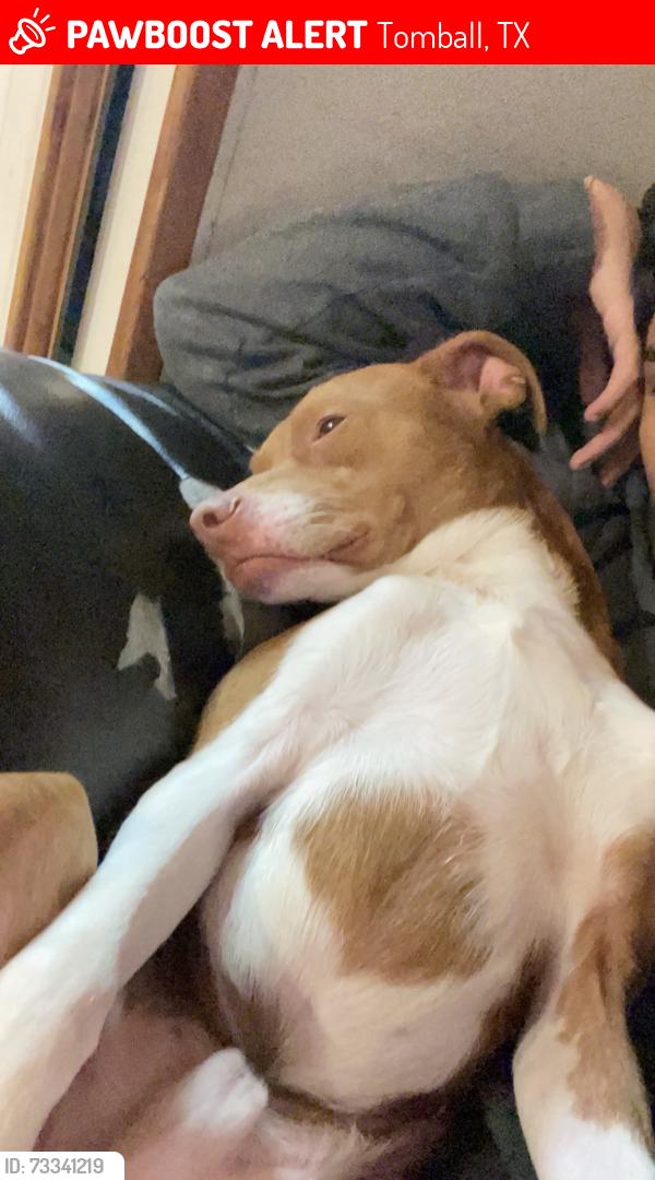 Lost Male Dog last seen Temos drive thru one street over, Tomball, TX 77377