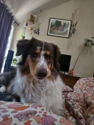 Lost Female Dog last seen Parmalee gulch rd & Ute rd, Indian Hills, CO 80454