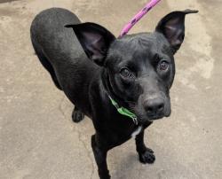Shelter Stray Male Dog last seen , 4000 N Silverbell Rd, Tucson, AZ 85745, USA