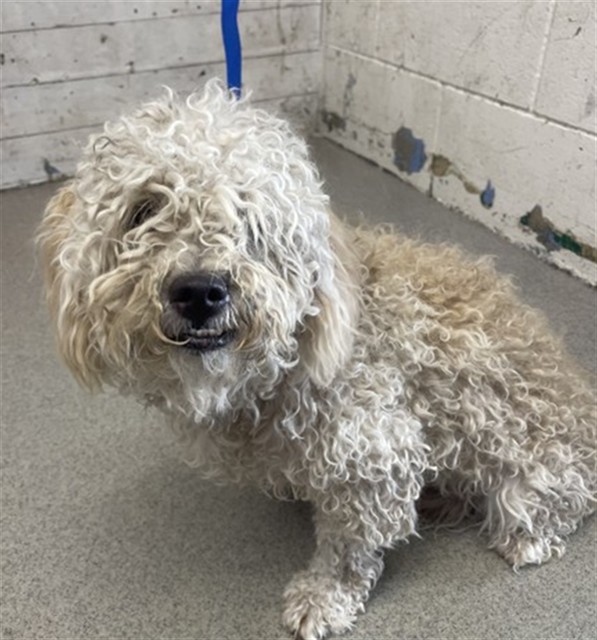 Shelter Stray Male Dog last seen , 333 Chandler Pl, San Bernardino, CA 92408, USA