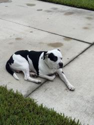 Found/Stray Male Dog last seen Carey St, Plant City, FL 33563