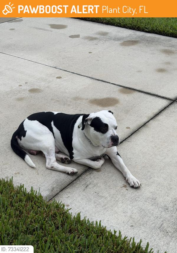 Found/Stray Male Dog last seen Carey St, Plant City, FL 33563