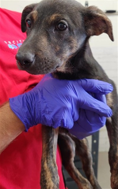 Shelter Stray Female Dog last seen MT VERNON X W 13TH ST, 333 Chandler Pl, San Bernardino, CA 92408, USA