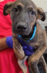 Shelter Stray Male Dog last seen MT VERNON X W 13TH ST, 333 Chandler Pl, San Bernardino, CA 92408, USA