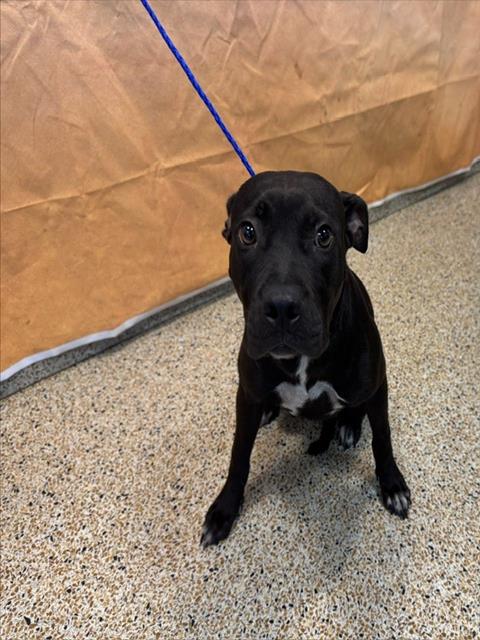 Shelter Stray Female Dog last seen Near BLOCK SR, 3599 NW 79th Ave, Doral, FL 33122, USA