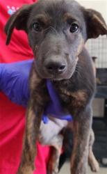 Shelter Stray Female Dog last seen MT VERNON X W 13TH ST, 333 Chandler Pl, San Bernardino, CA 92408, USA