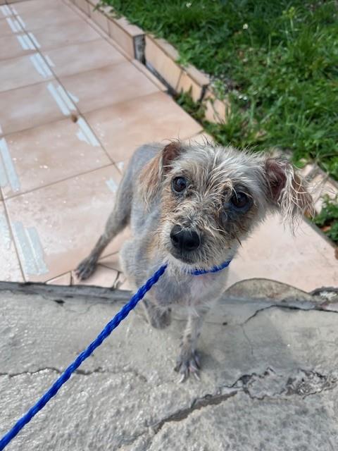 Shelter Stray Female Dog last seen Near BLOCK NW 32ND AVE, 3599 NW 79th Ave, Doral, FL 33122, USA