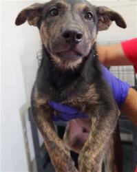 Shelter Stray Male Dog last seen MT VERNON X W 13TH ST, 333 Chandler Pl, San Bernardino, CA 92408, USA