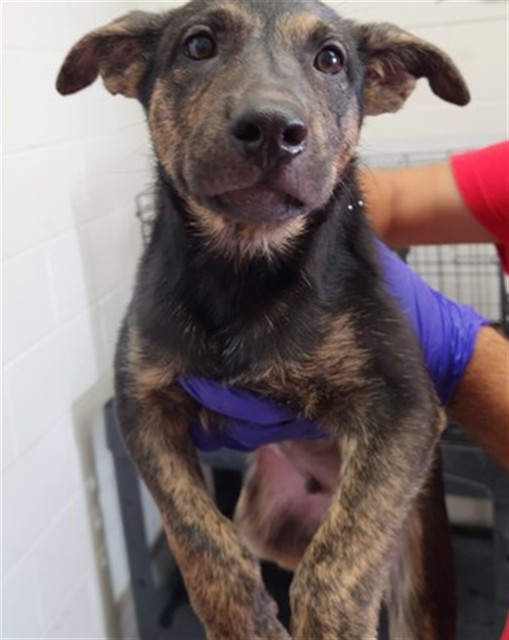 Shelter Stray Male Dog last seen MT VERNON X W 13TH ST, 333 Chandler Pl, San Bernardino, CA 92408, USA