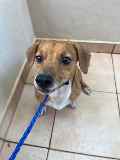 Shelter Stray Male Dog last seen Near BLOCK NW 32ND AVE, 3599 NW 79th Ave, Doral, FL 33122, USA
