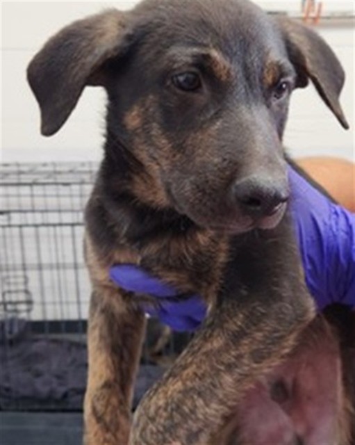 Shelter Stray Male Dog last seen MT VERNON X W 13TH ST, 333 Chandler Pl, San Bernardino, CA 92408, USA
