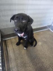 Shelter Stray Female Dog last seen IRIS X CYPRESS, 333 Chandler Pl, San Bernardino, CA 92408, USA