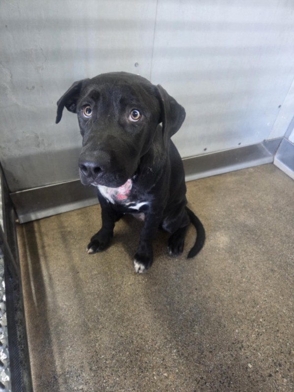 Shelter Stray Female Dog last seen IRIS X CYPRESS, 333 Chandler Pl, San Bernardino, CA 92408, USA