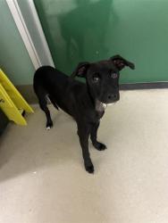 Shelter Stray Male Dog last seen Near WABASH CIR, SPARKS NV 89434, 2825 Longley Ln Suite A, Reno, NV 89502, USA