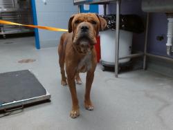Shelter Stray Male Dog last seen Near BLOCK BLAKE SW, 11800 Sunset Gardens Rd SW, Albuquerque, NM 87121, USA