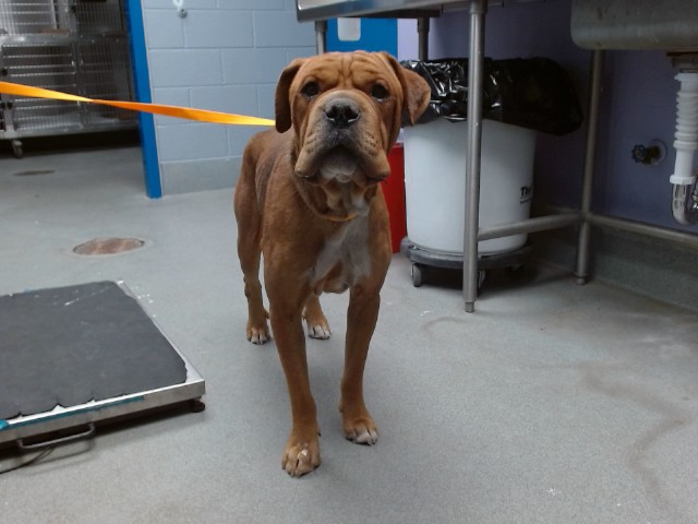 Shelter Stray Male Dog last seen Near BLOCK BLAKE SW, 11800 Sunset Gardens Rd SW, Albuquerque, NM 87121, USA