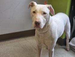 Shelter Stray Male Dog last seen Near BLOCK 165TH AVE NE, REDMOND WA 98052, 21615 64th Ave S, Kent, WA 98032, USA