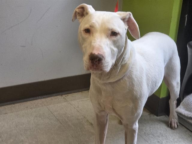 Shelter Stray Male Dog last seen Near BLOCK 165TH AVE NE, REDMOND WA 98052, 21615 64th Ave S, Kent, WA 98032, USA