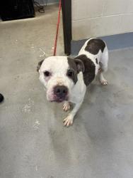 Shelter Stray Female Dog last seen Near BLOCK PLACE JUANE, 3528 Newburg Rd, Louisville, KY 40218, USA