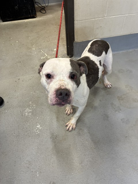 Shelter Stray Female Dog last seen Near BLOCK PLACE JUANE, 3528 Newburg Rd, Louisville, KY 40218, USA